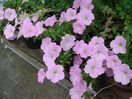 �^�N����́u��͉��|�v