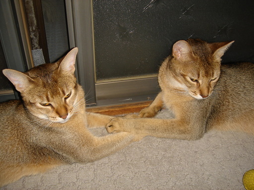 �^�N����́u��͉��|�v