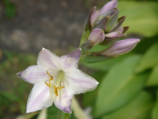 �^�N����́u��͉��|�v