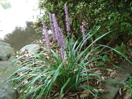 �^�N����́u��͉��|�v