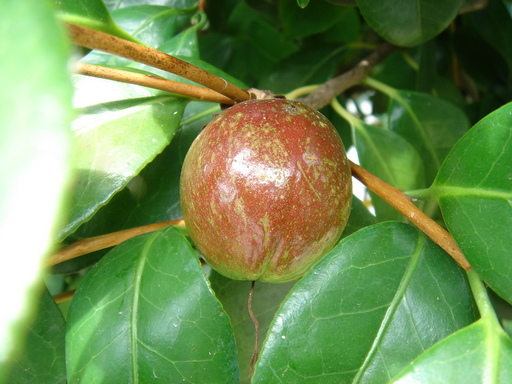 �^�N����́u��͉��|�v