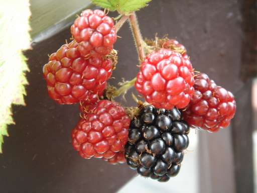 �^�N����́u��͉��|�v