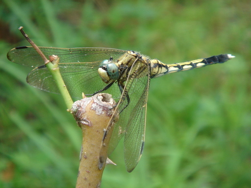 �^�N����́u��͉��|�v