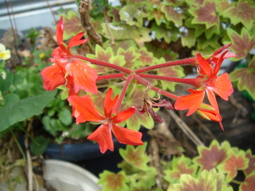 �^�N����́u��͉��|�v