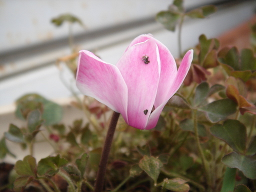 �^�N����́u��͉��|�v