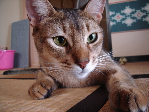 �^�N����́u��͉��|�v