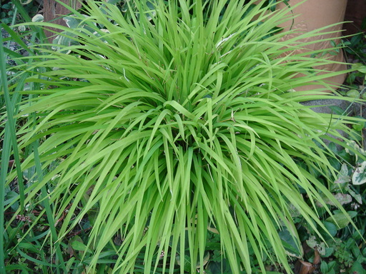 �^�N����́u��͉��|�v