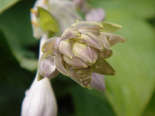 �^�N����́u��͉��|�v