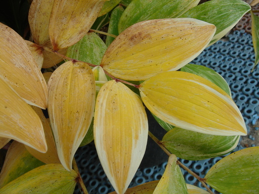 �^�N����́u��͉��|�v