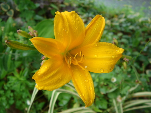 �^�N����́u��͉��|�v