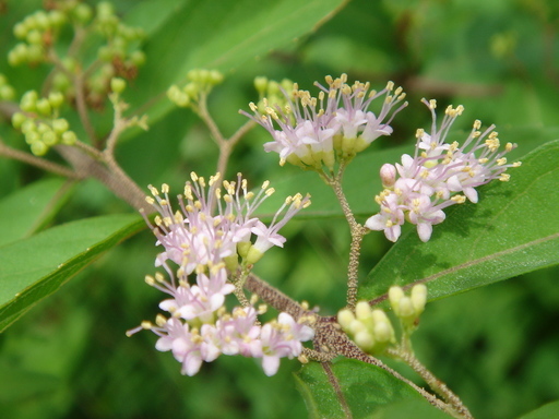 �^�N����́u��͉��|�v