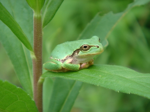 �^�N����́u��͉��|�v