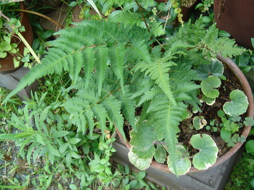 �^�N����́u��͉��|�v