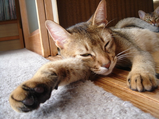 �^�N����́u��͉��|�v