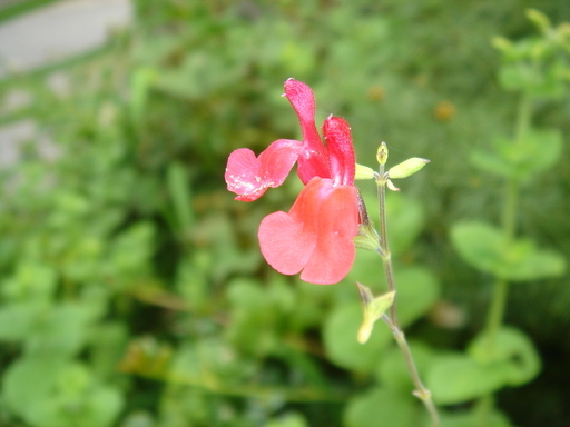 �^�N����́u��͉��|�v