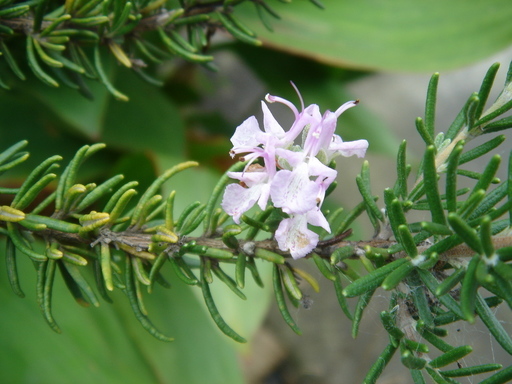 �^�N����́u��͉��|�v