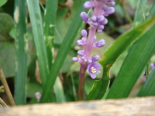 �^�N����́u��͉��|�v