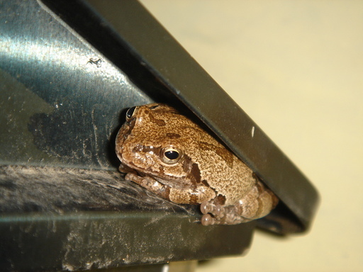 �^�N����́u��͉��|�v