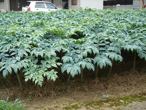 �^�N����́u��͉��|�v