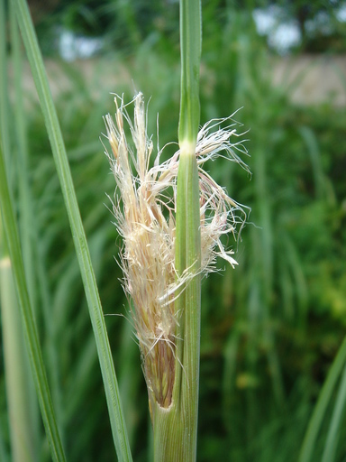 �^�N����́u��͉��|�v