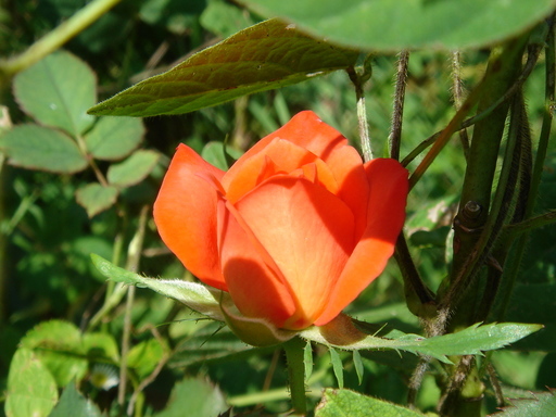 �^�N����́u��͉��|�v