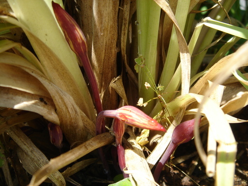 �^�N����́u��͉��|�v