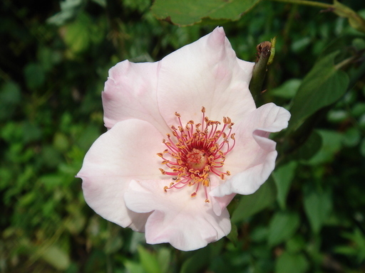 �^�N����́u��͉��|�v