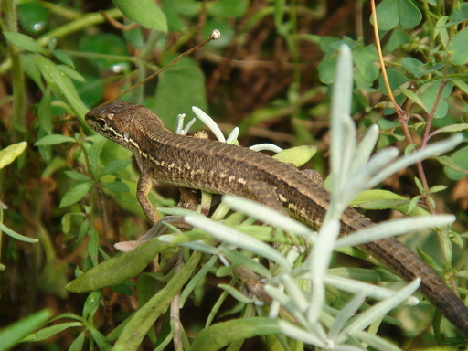 �^�N����́u��͉��|�v