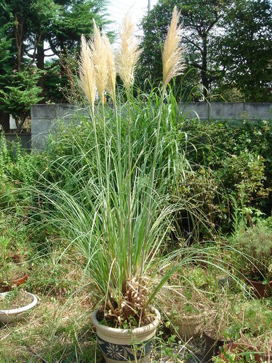 �^�N����́u��͉��|�v