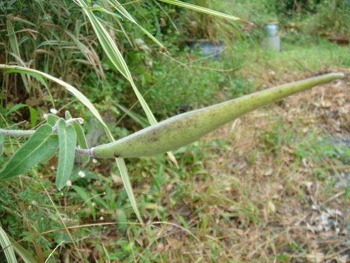 �^�N����́u��͉��|�v