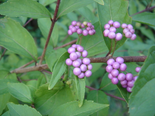 �^�N����́u��͉��|�v