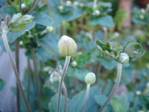 �^�N����́u��͉��|�v