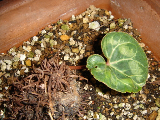 �^�N����́u��͉��|�v