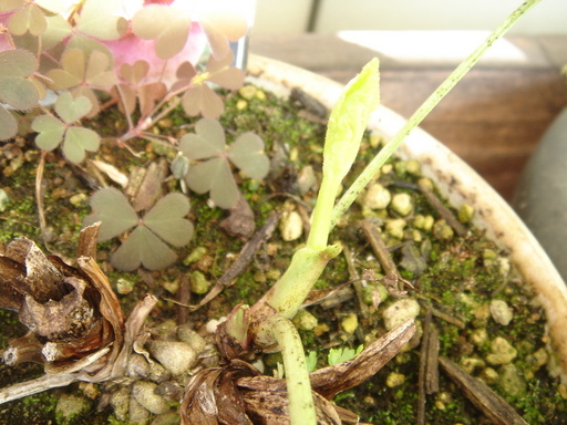 �^�N����́u��͉��|�v