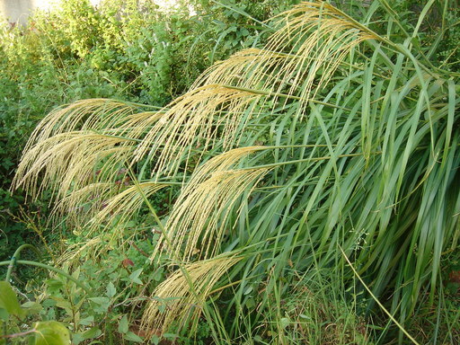 �^�N����́u��͉��|�v