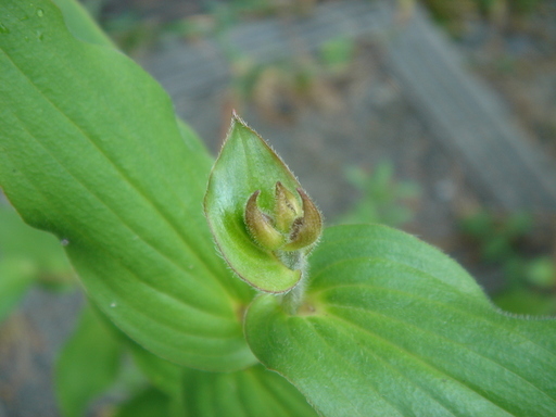 �^�N����́u��͉��|�v