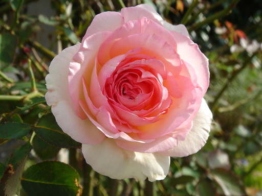 �^�N����́u��͉��|�v