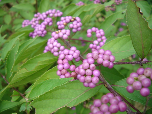 �^�N����́u��͉��|�v