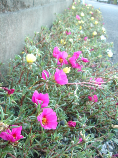 �^�N����́u��͉��|�v