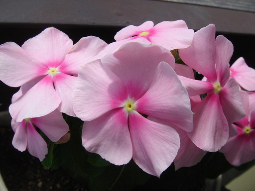 �^�N����́u��͉��|�v