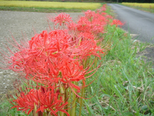 �^�N����́u��͉��|�v