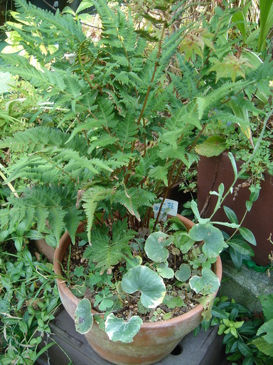 �^�N����́u��͉��|�v