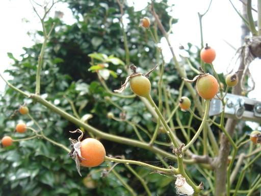 �^�N����́u��͉��|�v