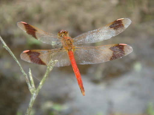 �^�N����́u��͉��|�v