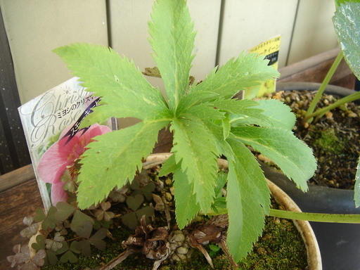 �^�N����́u��͉��|�v