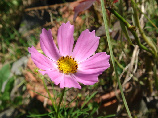 �^�N����́u��͉��|�v