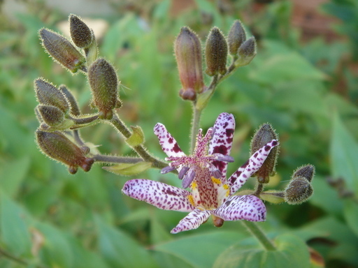 �^�N����́u��͉��|�v