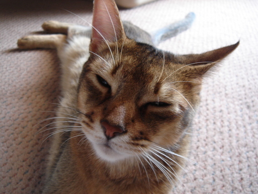 �^�N����́u��͉��|�v