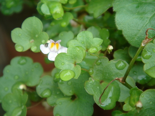 �^�N����́u��͉��|�v