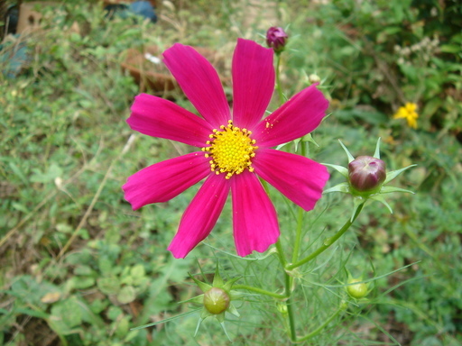 �^�N����́u��͉��|�v